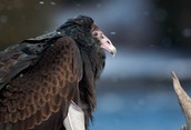 Turkey Vulture Portrait